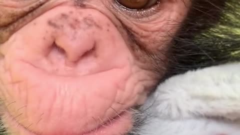 The big eyes of a baby chimp