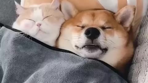 cute pets