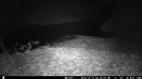 Two Raccoons