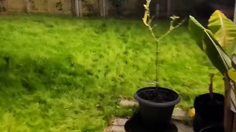 GSD