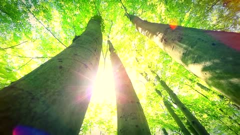 Relaxing Sleep Music ~ Deep Sleeping Music, Relaxing Music, Stress Relief, Meditation Music