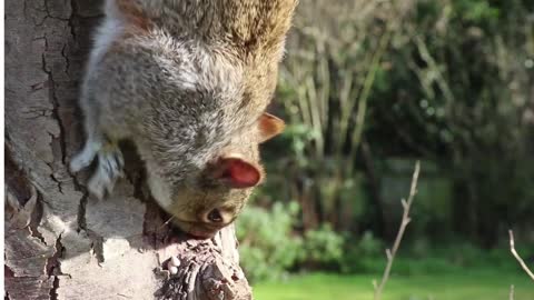 the deer and the squirrel are eating very funny