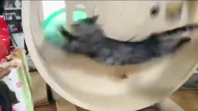 How much electricity can the cat generate in a day?