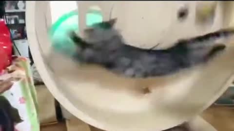 How much electricity can the cat generate in a day?
