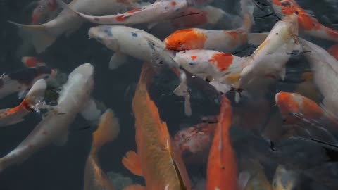 BEAUTIFUL FISHES