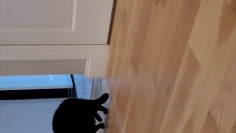 BRAVE CAT - Dog annoys cat then....