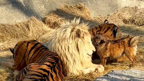 A tiger and a dog are in the same family