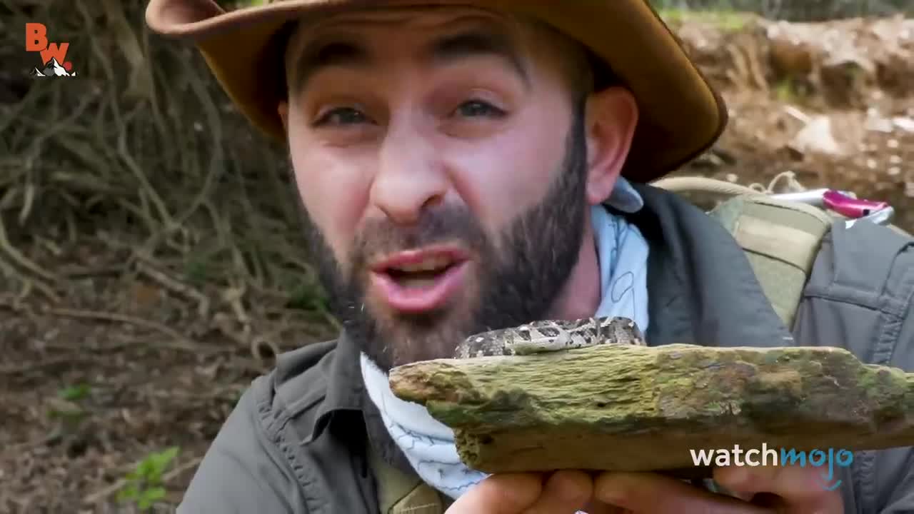 Top 10 Most Dangerous Reptiles on Earth