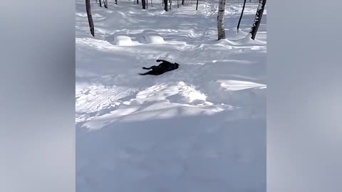 owners enjoying with funny pets