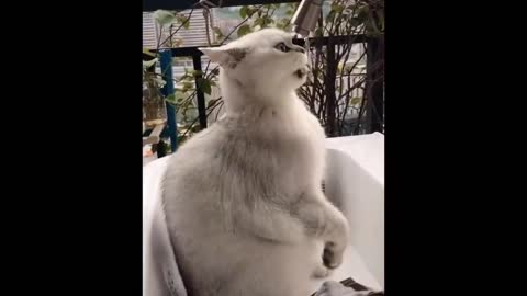 Try Not To Laugh Challenge - Best Of Funny Animal Videos 2023 #19