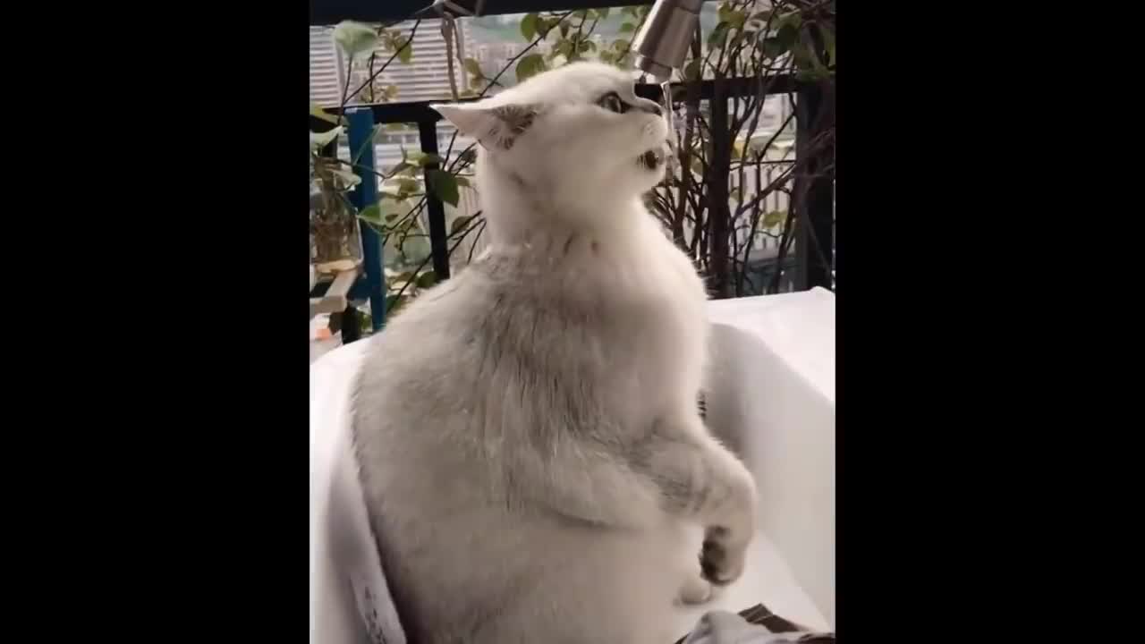 Try Not To Laugh Challenge - Best Of Funny Animal Videos 2023 #19