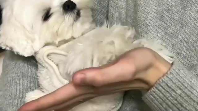 The clever puppy is in the master's arms.