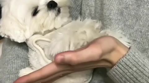 The clever puppy is in the master's arms.