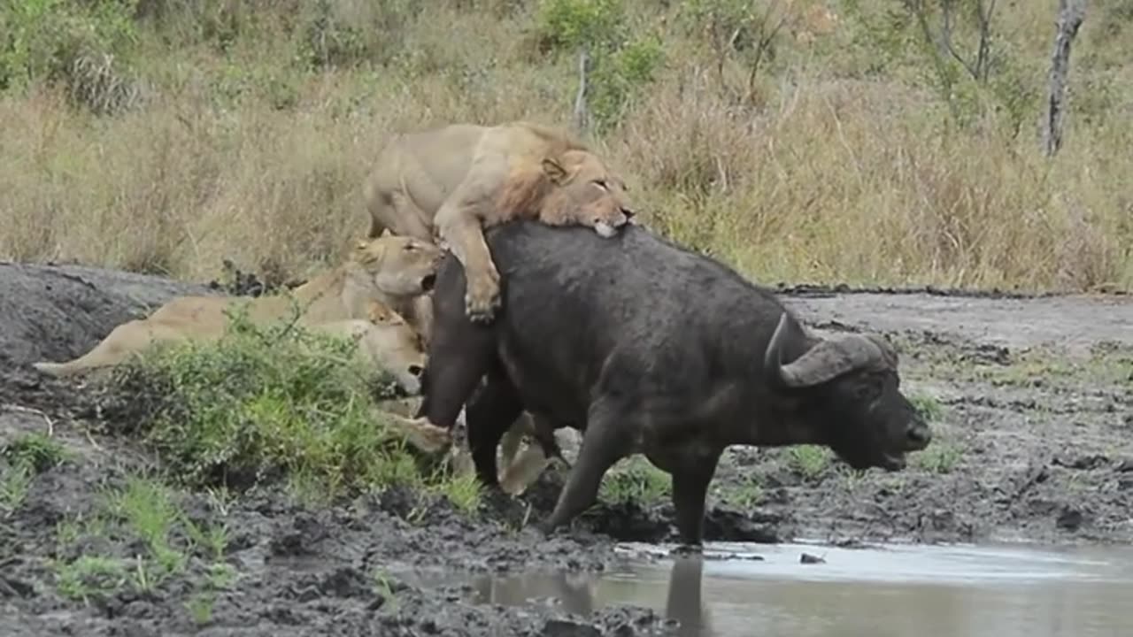 Battle for life lion vs buffalo .