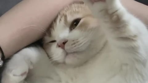 사랑하는 고양이