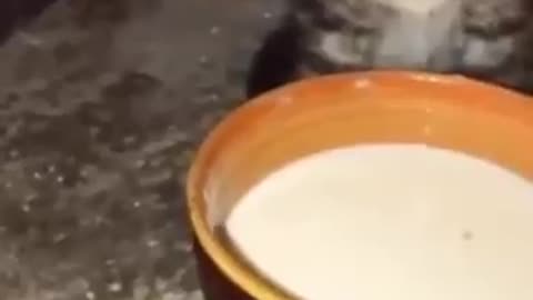 Fun animals