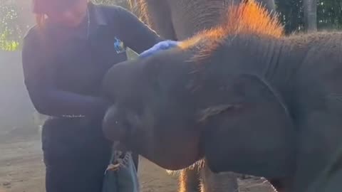 feeding newborn elephant calves