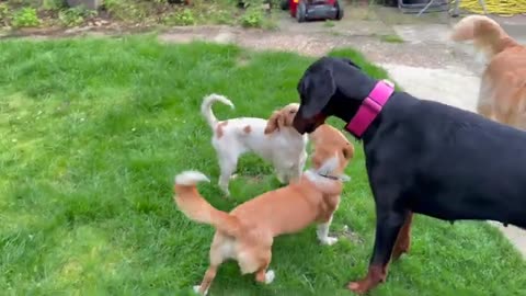 When these 2 Rescue Dogs Met, We Never Expected this Friendship