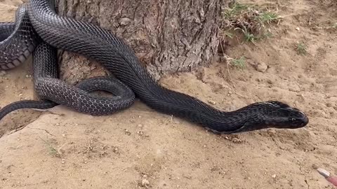 Snake attack human