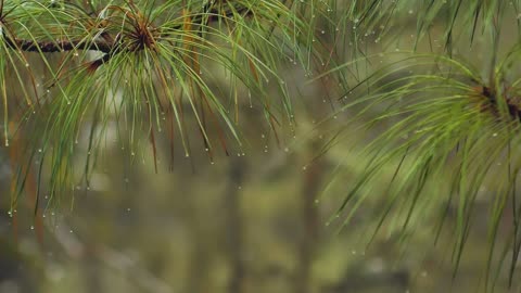 Raindrops on Green Leaves: A Serenade of Nature's Symphony