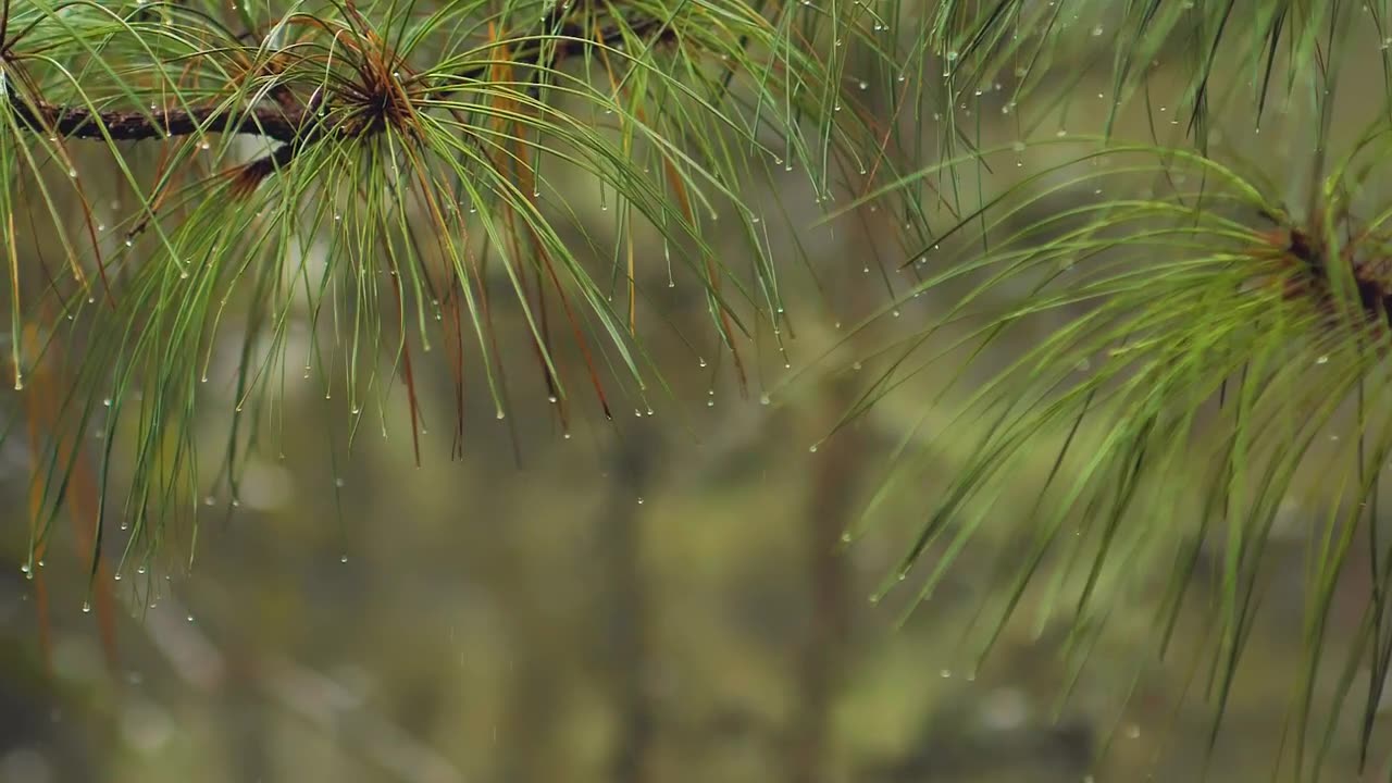 Raindrops on Green Leaves: A Serenade of Nature's Symphony