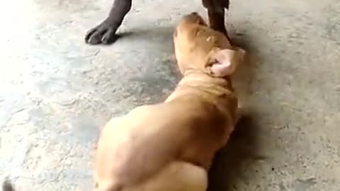 American pitbull with child pitbull
