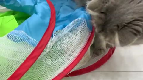 Cat plays with and cares for foster ginger kitten