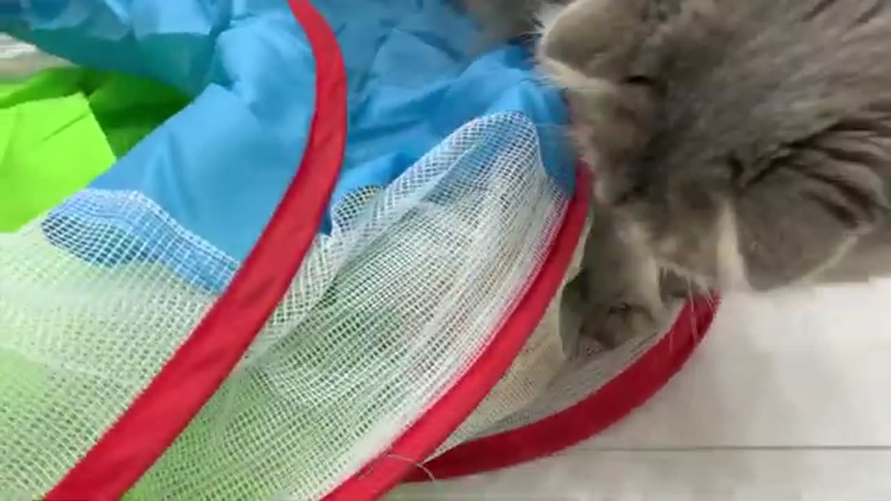 Cat plays with and cares for foster ginger kitten