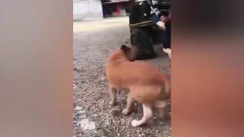 Funny animals videos
