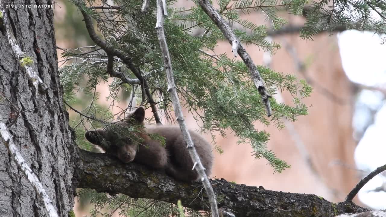 Adorable Black Bear Cub in Sequoia & Kings Canyon National Parks - California