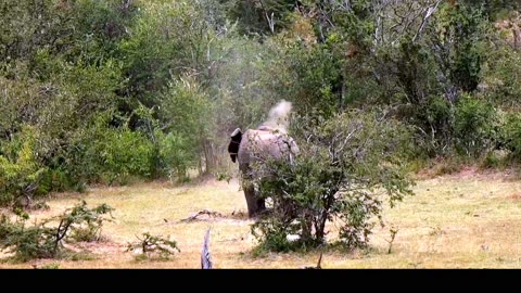 Jovem elefante toma banho de areia no Quênia