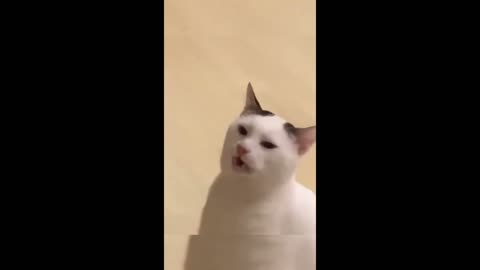 Funny Cats and Dogs Compilation Video 2024 Part4!