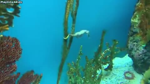 Sea Animal Toys This Summer at the Shore