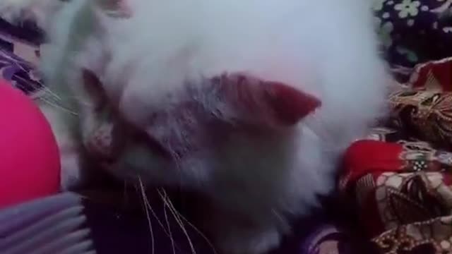 Cat animals funny cute 29