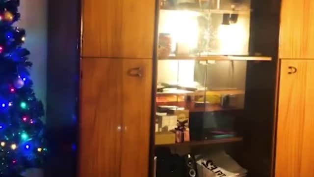 Cats Doing the weird Things#cutecat #funnycats #hilariouscats #shorts #trending