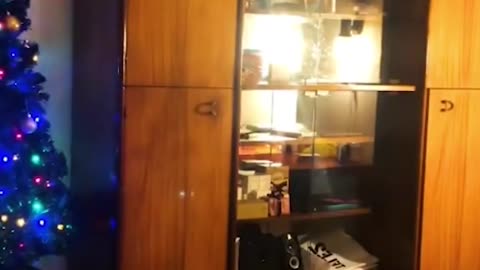 Cats Doing the weird Things#cutecat #funnycats #hilariouscats #shorts #trending