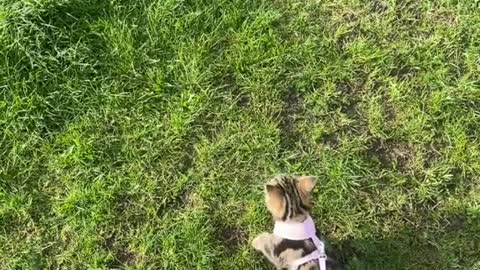 Walking the cat in the park