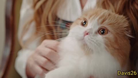 Funny cat and cute