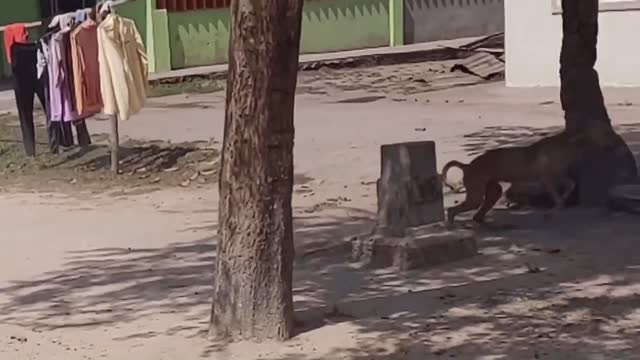 Wow Nice Funny!!! Fake Tiger Prank Dog Run Try To Stop Laugh Challenge 2021