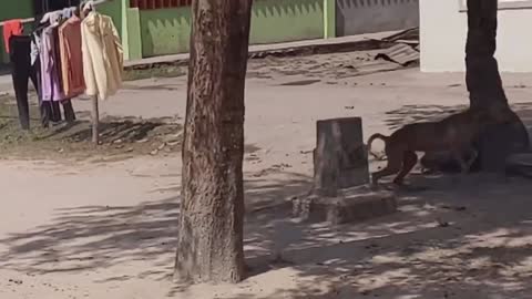 Wow Nice Funny!!! Fake Tiger Prank Dog Run Try To Stop Laugh Challenge 2021