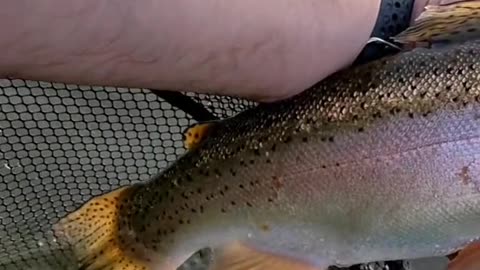Do any other trout fight as hard as a big rainbow