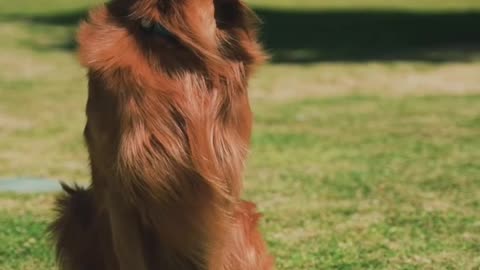 Dogs in tening for girls ,# dogs# butuful in dog's