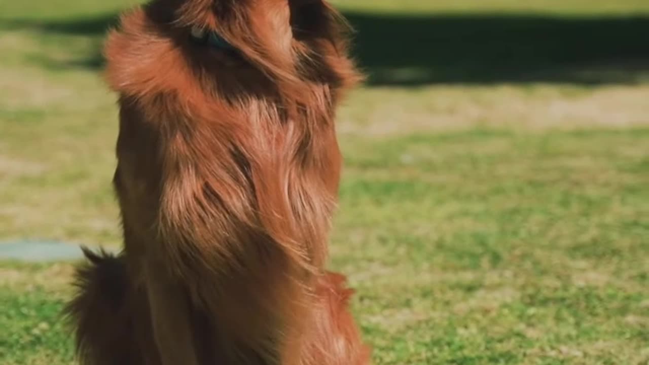 Dogs in tening for girls ,# dogs# butuful in dog's