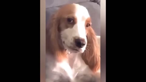 Funny animals video | cought in camera