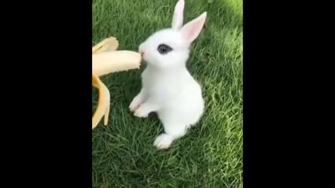 Cute baby animals compilations_Cute moments of baby animals