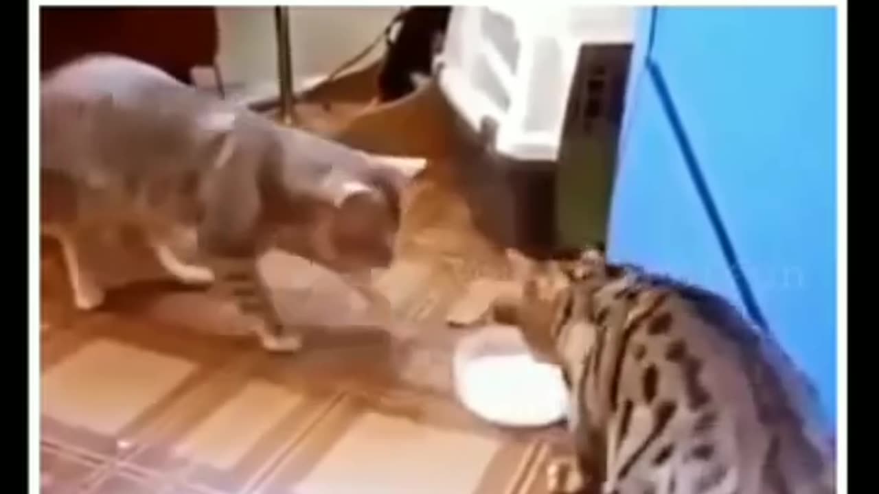 Funny cats