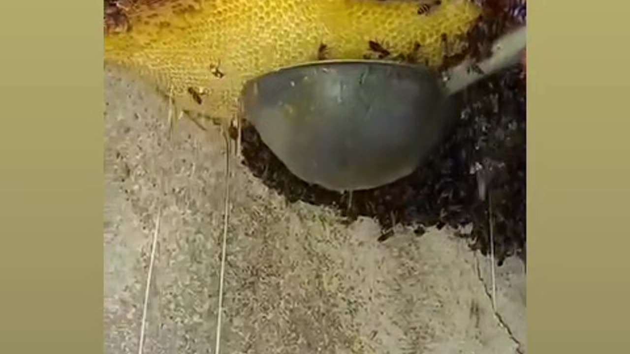 Amazing Organic honey collector honey