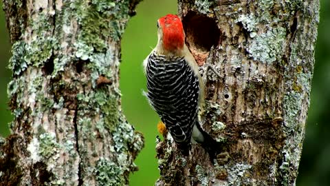 The World's Most fearless Woodpecker -Why don't woodpeckers get a headache