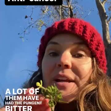 Foods from Mustard Family have anti cancer properties