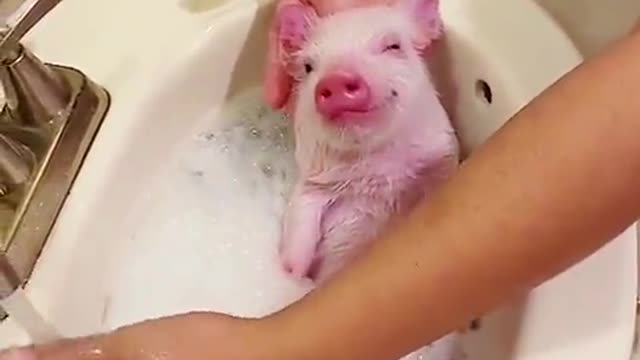 #foryou #happy #laugh #funnyanimal #pig #funnypet #bathing